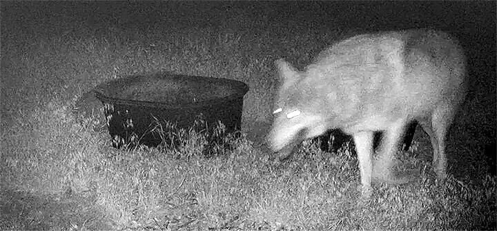 Gray wolf